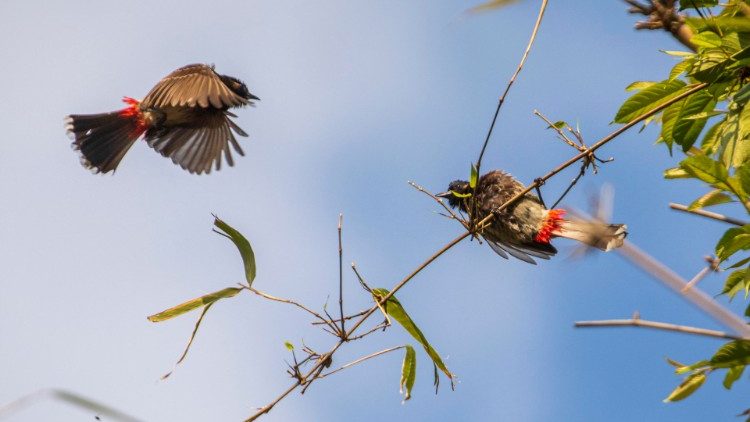 Ptiči v naravnem okolju v Nepalu.
