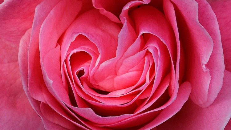 Immagine di una Baronne Prevost, ibrido di rosa dall'intenso profumo (EPA)