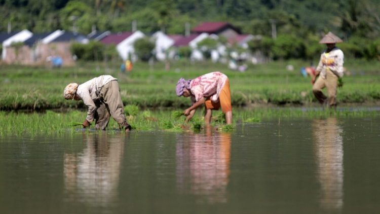 Workers in a rice field in Indonesia on June 3, 2020. 