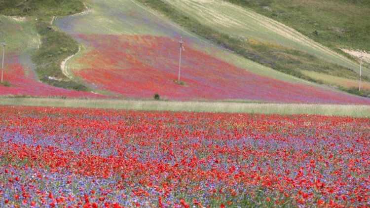 Изглед към разцъфтелите полета на Кастелучо ди Норча в Италия