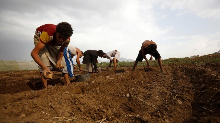UN relief agencies warn of more food insecurity in Yemen
