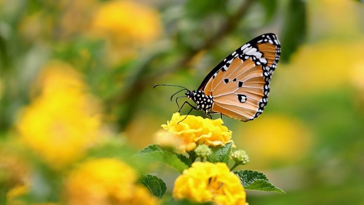 More than 1,200 species of butterflies and moths have been recorded in India.