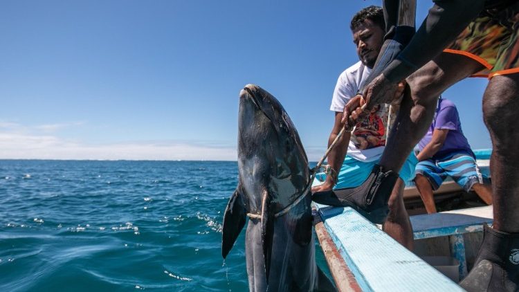 Más de 39 delfines y ballenas han muerto por el derrame de combustible 