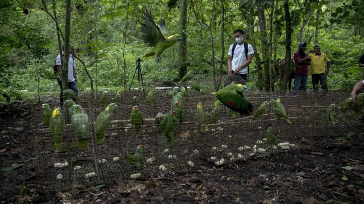 在尼加拉瓜放生回归大自然的鹦鹉鸟