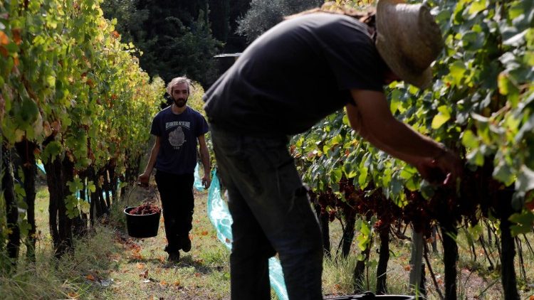 Grape harvest in Southern France