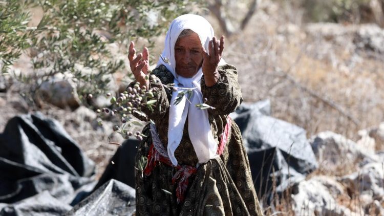 Récolte des olives aux environs de la ville de Naplouse en Palestine, le 17 octobre 2020