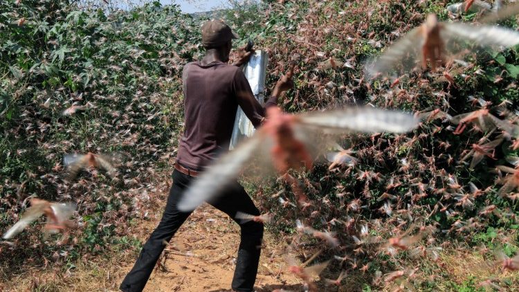 In Kenya un agricoltore alle prese con un'invasione di locuste dovuta ai cambiamenti climatici 