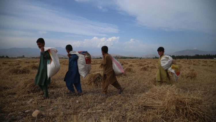 Jovens agricultores afegãos colhem trigo nos arredores de Jalalabad, Afeganistão, em 17 de maio de 2021. O trigo é a safra mais cultivada no mundo. No Afeganistão, o trigo sendo a dieta básica é a cultura mais importante e cultivada nas maiores áreas, em quase todas as partes do país. EPA / GHULAMULLAH HABIBI