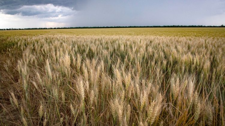 Warten auf das Weizen... aus der Ukraine