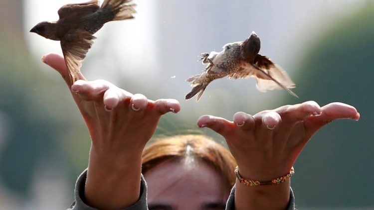 Eine Frau entlässt Singvögel in die Freiheit 