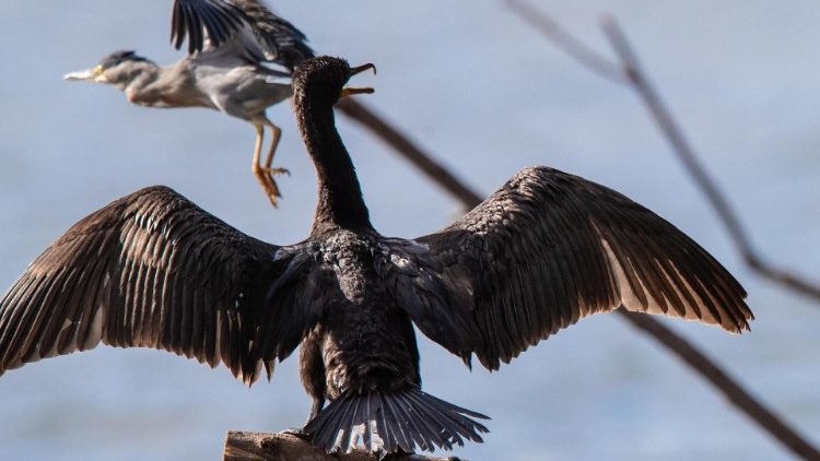 International Day for Biological Diversity