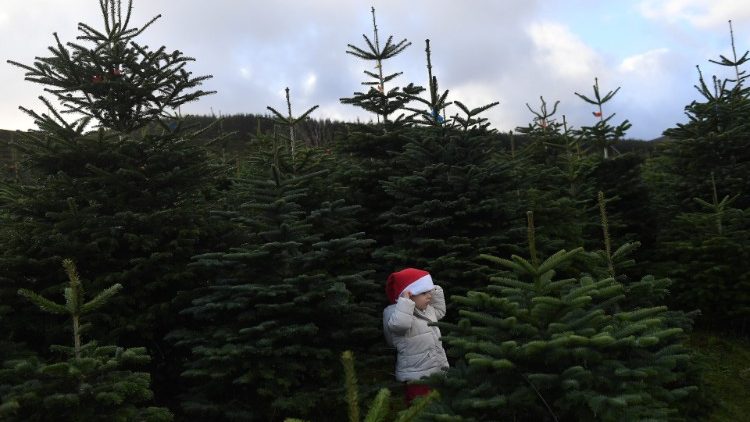 Sebastian Barry, aged 4, stands in a forest of Christmas trees before his family choose which one to buy at Wicklow Way Christmas tree farm in Roundwood