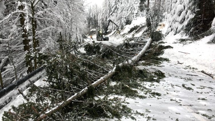 Workers fell a snow covered tree at a local road near Altenberg