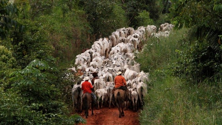 Criação de bovinos na Amazônia, um das causas do desmatamento