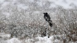 a-crow-sits-on-a-wooden-post-as-heavy-snow-fa-1548226428915.JPG