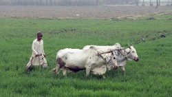 a-farmer-ploughs-a-field-with-a-pair-of-bulls-1549976102648.JPG