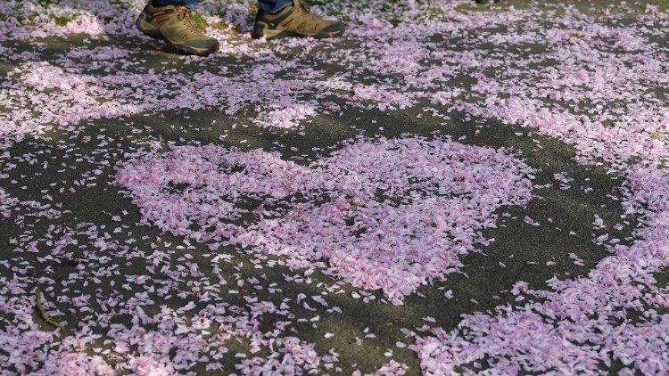 A man walks past cherry blossom formed into a heart shape in Greenwich in London