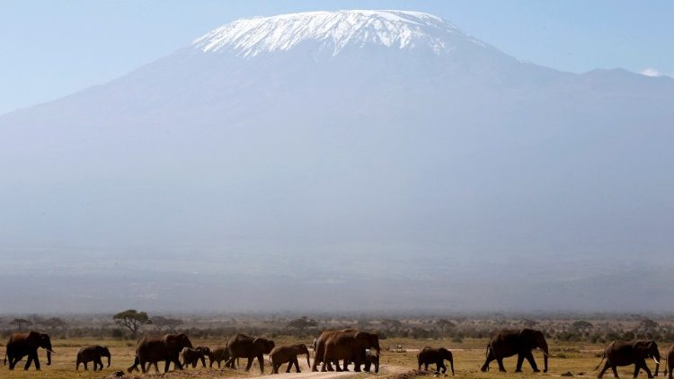 Mlima Kilimanjaro Tanzania na Wanyama 