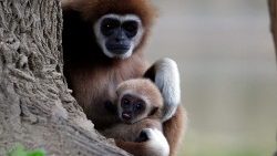 a-first-white-handed-gibbon-infant-born-at-th-1557410366099.JPG