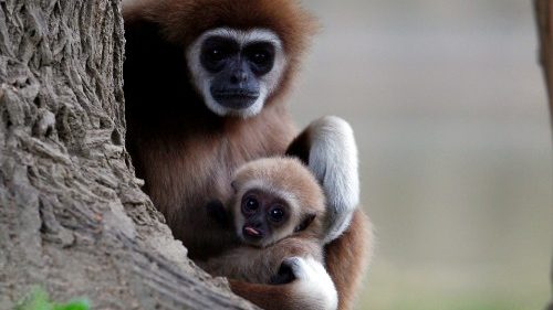 Vatikan will mit Zoo-Direktoren über Artenschutz reden