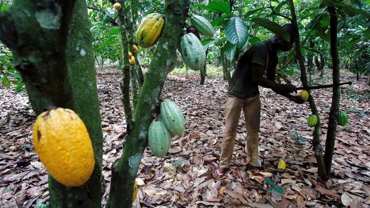 Une plantation de cacao à Toumodi en Côte d'Ivoire. 