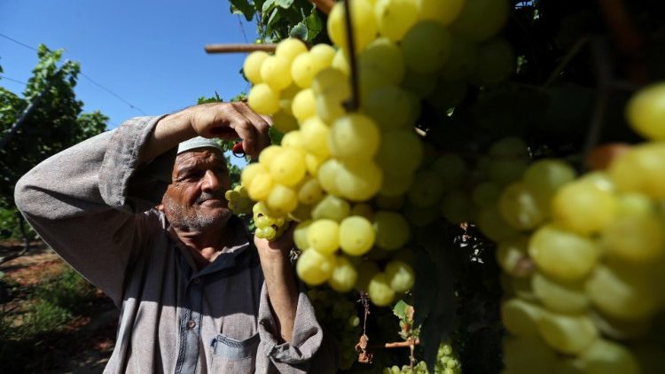 Vinhedos cultivados por palestinos na parte sul da Faixa de Gaza