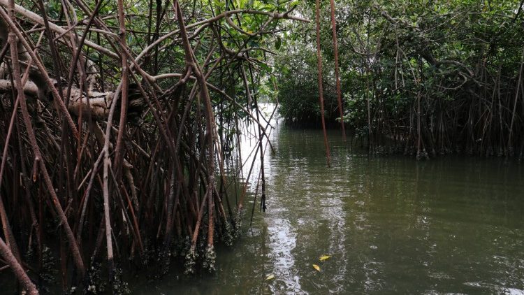 Mangrovenwald in der Elfenbeinküste