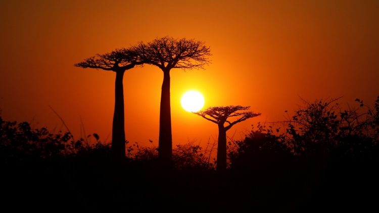 Der Baobab-Baum ist in Afrika ein Symbol für das Leben und friedliche Diskussion