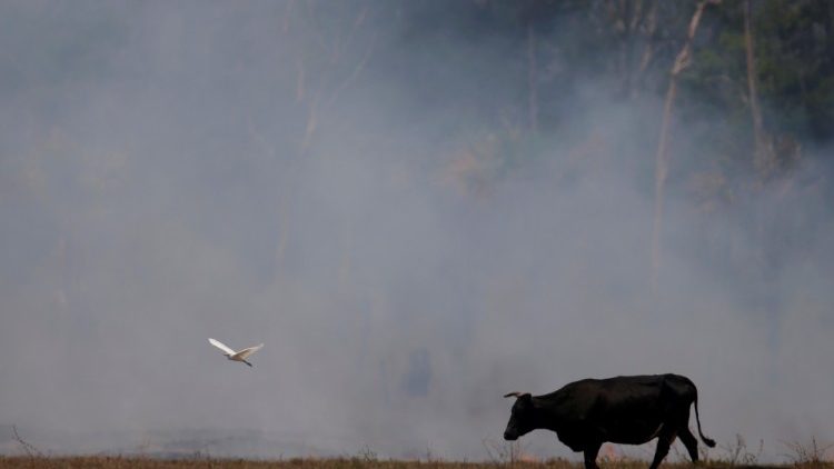 A smoldering field hit by a fire burning a tract of the Brazil's Amazon forest as it is cleard by farmers