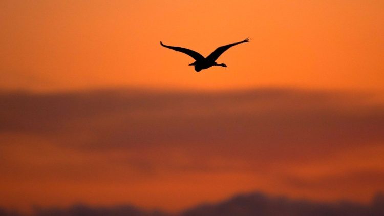 A lone bird flies over the ocean after sunset in Solana Beach, California