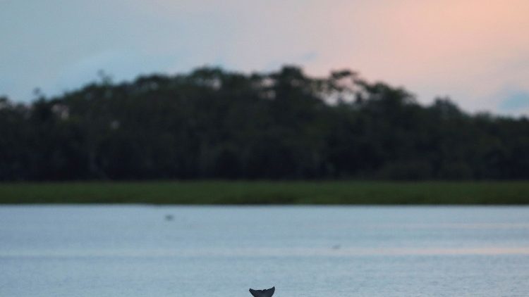 Delphin in Uarini im brasilianischen Bundesstaat Amazonas