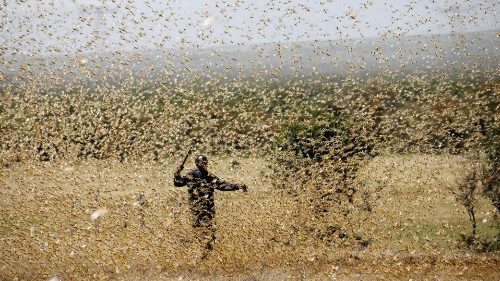 Invasão alarmante de gafanhotos no leste da África