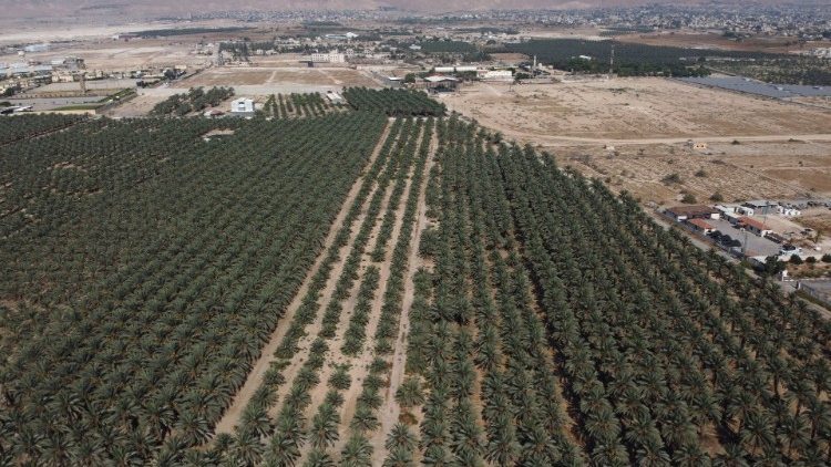 Uma vista aérea (com drone)  mostra palmeiras em Jericó, na Cisjordânia ocupada por Israel.