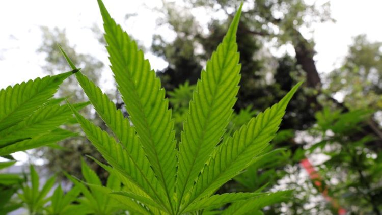 O cultivo da cannabis é proibido no Sri Lanka e seu uso só é permitido na medicina tradicional ayurvédica.
