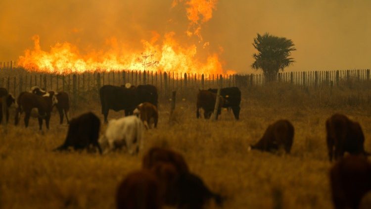 Incendios en la región del Chaco paraguayo pone en peligro la industria agroganadera
