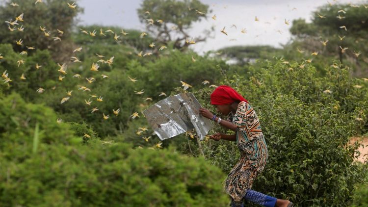 Una donna somala alle prese con l'invasione di locuste (Reuters / Feisal Omar)