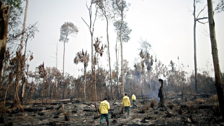 Nach einem Brand im Amazonas-Regenwald
