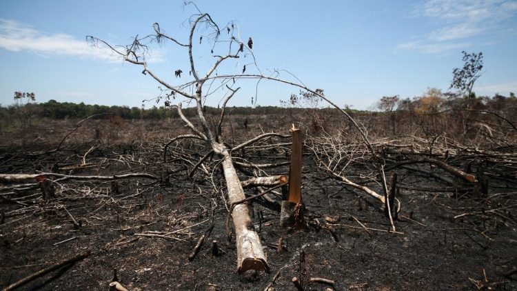 Troncos carbonizados en un tramo de las llanuras del Yarí, que fue quemado recientemente para pastos, en Caquetá, Colombia. 
