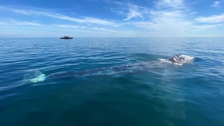  Una balena in movimento dal Mediterraneo all'Oceano Pacifico