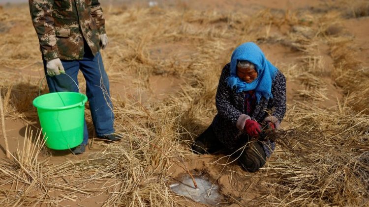 China's farmers on the edge of Gobe desert fight desertification by planting trees.