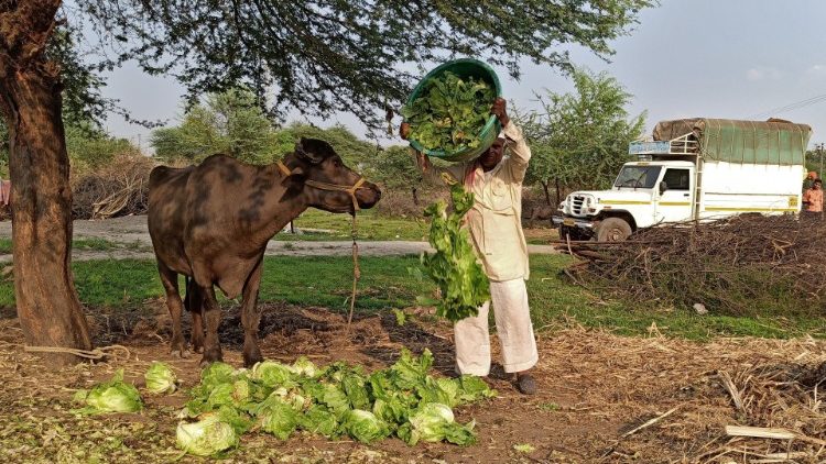 Un allevatore nello Stato di Maharashtra in India