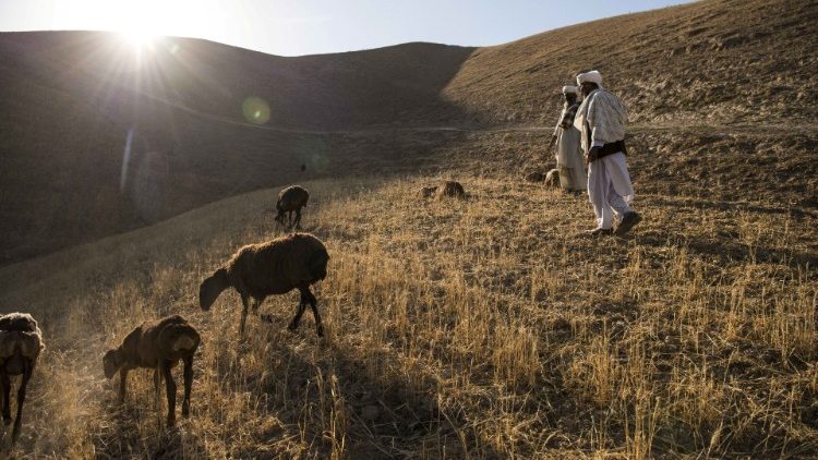 Farmers walk on their failed crops in Northwestern Afghanistan