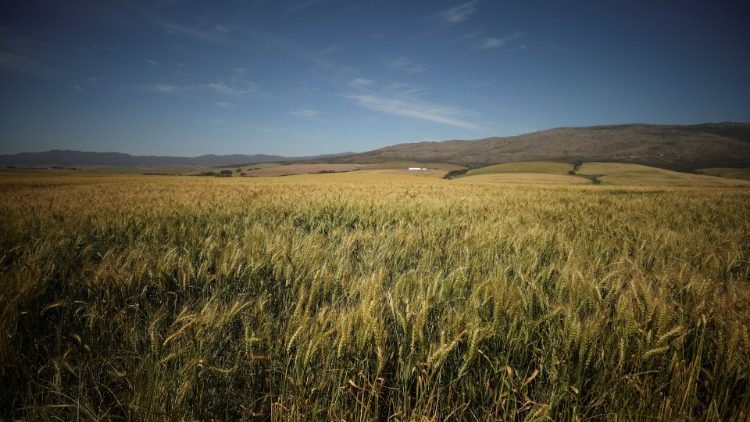 Fields of wheat in South Africa