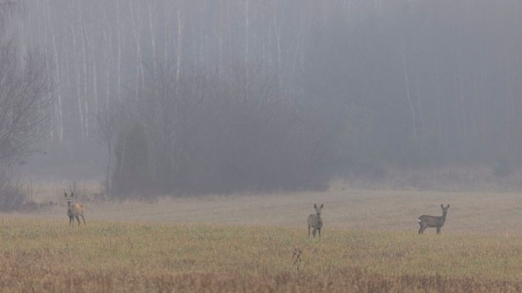 Se ven ciervos en un campo mientras continúa la crisis migratoria en la frontera bielorrusa-polaca cerca de Sokolka