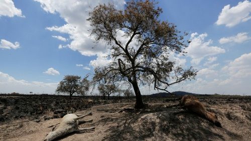 Paraguay: Appell gegen Waldbrände