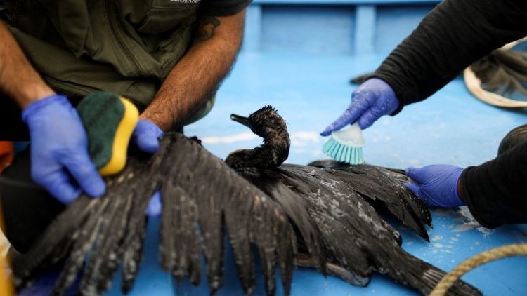 Animales afectados por el derrame de petroleo