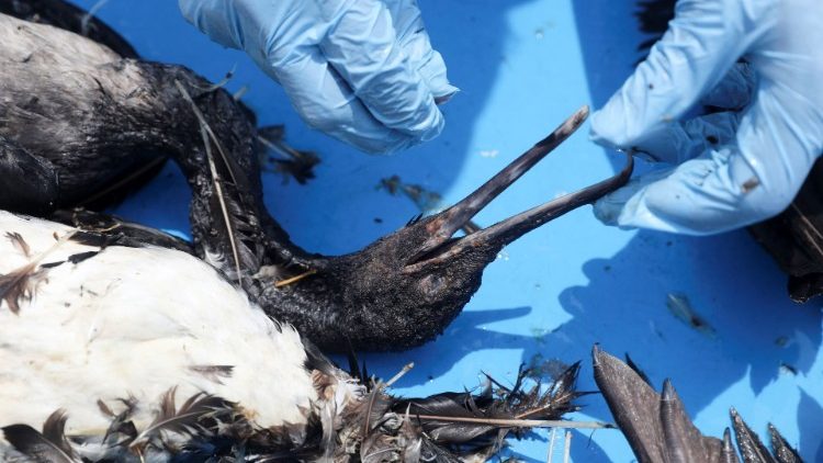 A un mes del derrame, las aves siguen muriendo a causa de la contaminación.