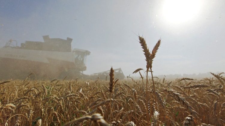 FILE PHOTO: A combine harvests wheat in a field in the settlement of Sredniy