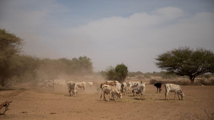 Image d'illustration. Un troupeau de vaches en pleine sécheresse éthiopienne. 