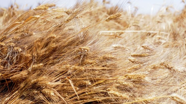 La guerre du blé menace plusieurs pays de famine. 